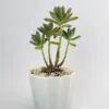 Buy Sedum adolphii Succulent Plant online in Karachi, Lahore, Islamabad and all over Pakistan