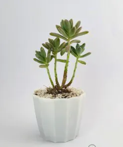 Buy Sedum adolphii Succulent Plant online in Karachi, Lahore, Islamabad and all over Pakistan