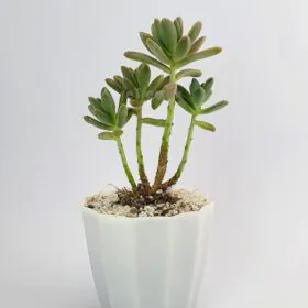 Sedum adolphii - Succulent Plant Image