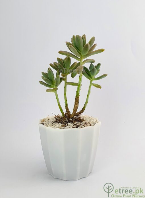 Sedum adolphii