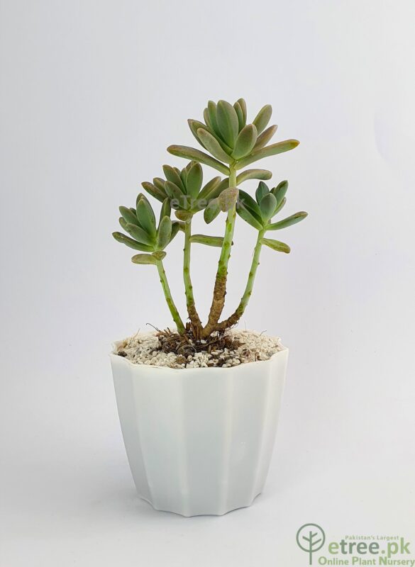 Buy Sedum adolphii Succulent Plant online in Karachi, Lahore, Islamabad and all over Pakistan