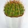 Buy Gymnocalycium pflanzii Cactus Online in Karachi, Lahore, Islamabad, Multan and Pakistan