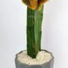 Buy Gymnocalycium mihanovichii Cactus Plant Online in Pakistan
