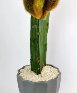 Buy Gymnocalycium mihanovichii Cactus Plant Online in Pakistan