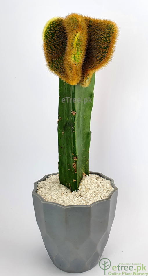 Buy Gymnocalycium mihanovichii Cactus Plant Online in Pakistan