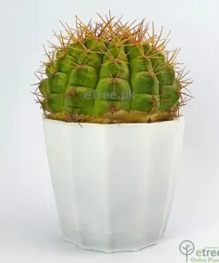 Gymnocalycium