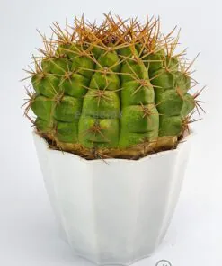 Buy Gymnocalycium pflanzii Cactus Online in Karachi, Lahore, Islamabad, Multan and Pakistan