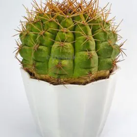 Gymnocalycium pflanzii - Cactus Plant Image