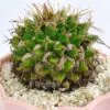 Buy Mammillaria winterae Cactus Online in Karachi, Lahore & Pakistan