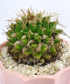 Buy Mammillaria winterae Cactus Online in Karachi, Lahore & Pakistan