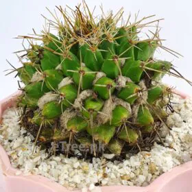 Mammillaria winterae - Cactus Plant Mammillaria winterae - Cactus Plant Image