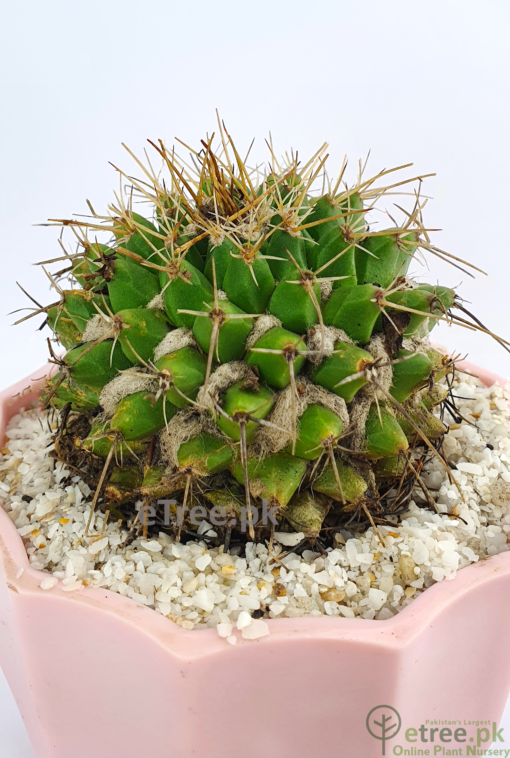 Buy Mammillaria winterae Cactus Online in Karachi, Lahore & Pakistan