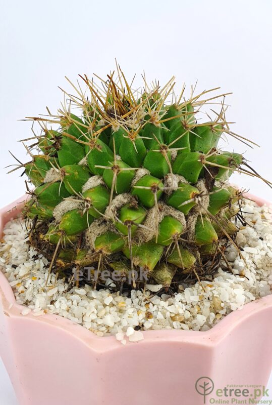 Buy Mammillaria winterae Cactus Online in Karachi, Lahore & Pakistan