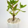 Buy Crassula Online in Pakistan