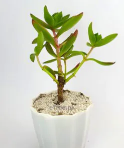 Buy Crassula Online in Pakistan
