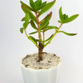 Crassula capitella - Succulent Plant Image
