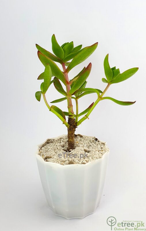Buy Crassula Online in Pakistan