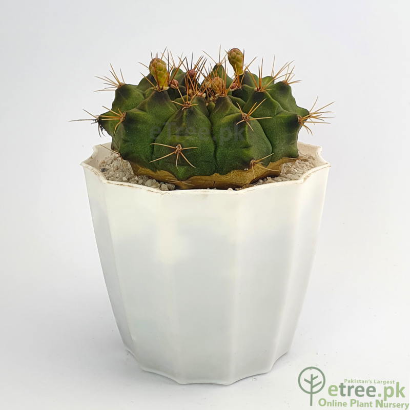Gymnocalycium baldianum