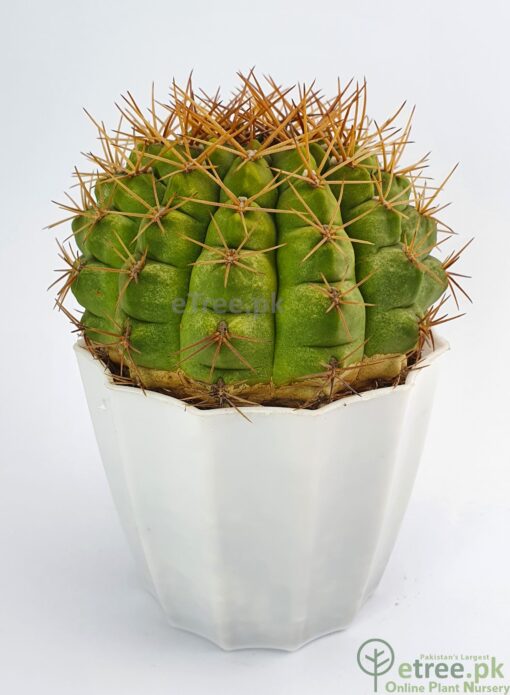 Gymnocalycium pflanzii