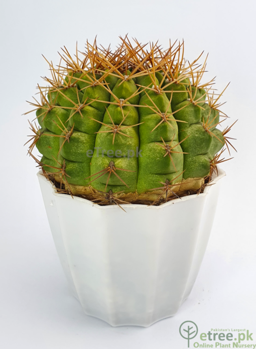 Buy Gymnocalycium pflanzii Cactus Online in Karachi, Lahore, Islamabad, Multan and Pakistan