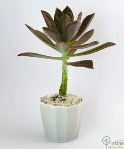 Buy Aeonium decorum Succulent Plant Online in Karachi, Lahore, Islamabad Pakistan