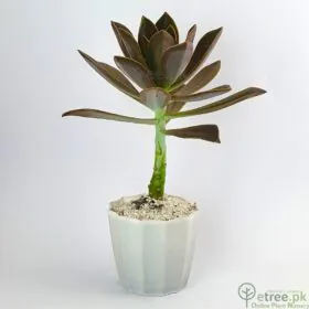 Aeonium decorum - Succulent Plant Image