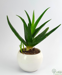 Buy Aloe striatula Succulent Plant Online in Pakistan