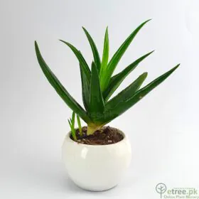 Aloe striatula - Succulent Plant Image