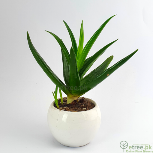Buy Aloe striatula Succulent Plant Online in Pakistan