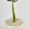 Graptopetalum superbum - Succulent Plant
