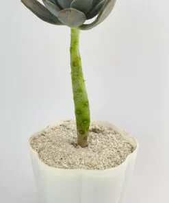 Graptopetalum superbum - Succulent Plant
