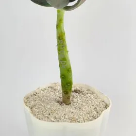 Graptopetalum superbum - Succulent Plant Image