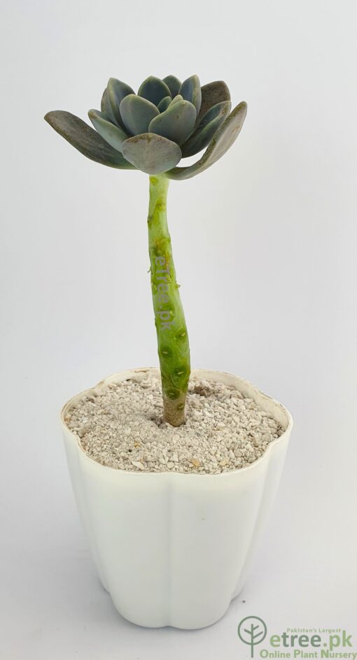 Graptopetalum superbum