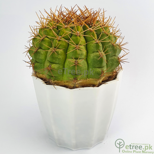 Buy Gymnocalycium pflanzii Cactus Online in Karachi, Lahore, Islamabad, Multan and Pakistan