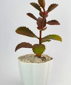 Buy Kalanchoe sexangularis Succulent Plant online in Karachi, Lahore, Islamabad and all over Pakistan