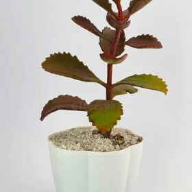 Kalanchoe sexangularis - Succulent Plant Image