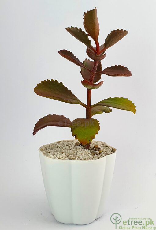 Kalanchoe sexangularis