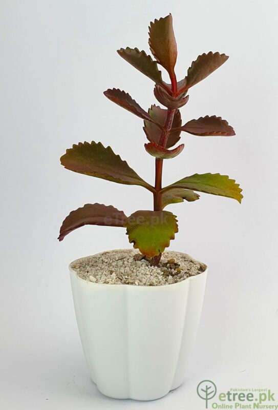 Buy Kalanchoe sexangularis Succulent Plant online in Karachi, Lahore, Islamabad and all over Pakistan