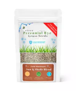 Buy Cold Resistant Perennial Rye Grass Seeds in Pakistan-suitable for extreme cold weather