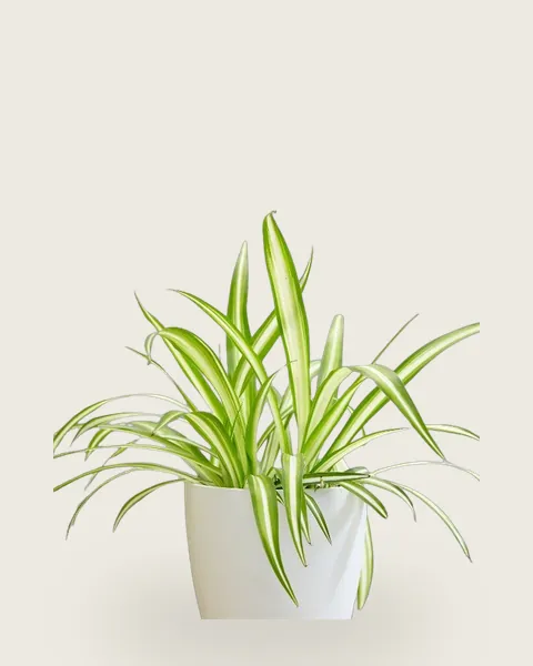 Spider Plant Variegated
