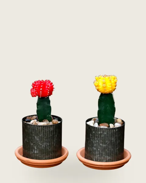 Grafted Cactus