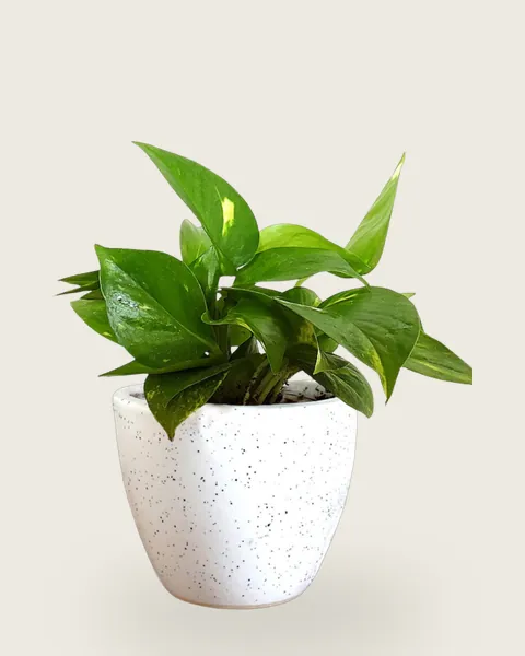 Money Plant