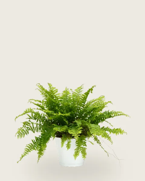 Boston Fern
