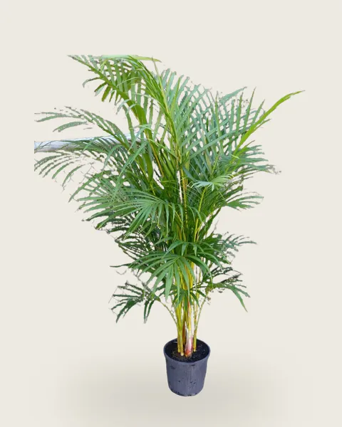 Yellow Cane Palm