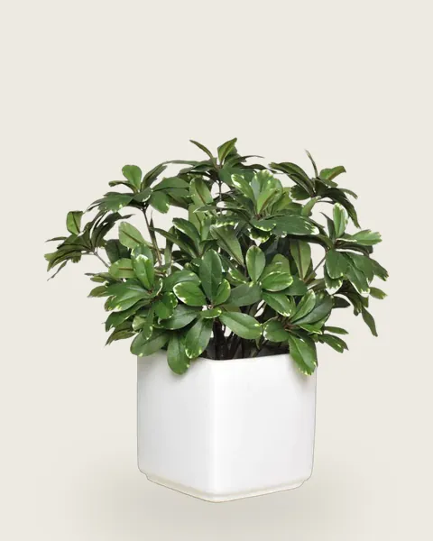 Pittosporum Tobira Variegatum