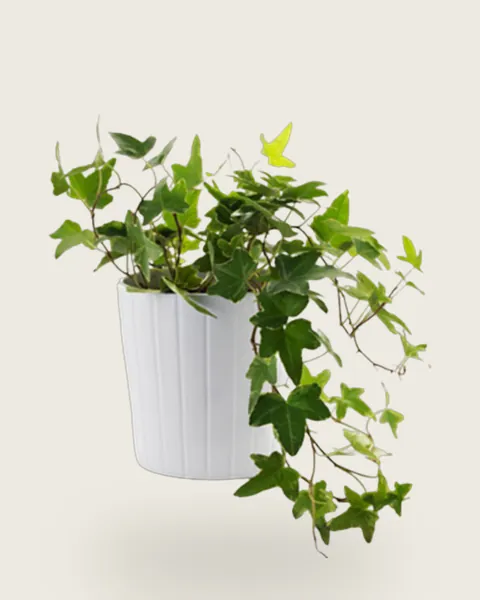 Hedera Helix