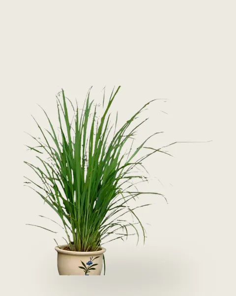Lemon Grass