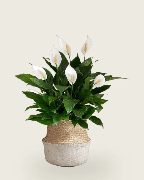 Peace Lily