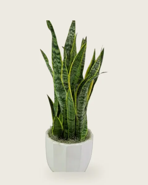 Snake Plant