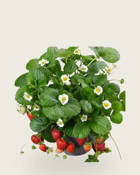 Strawberry Sweet Charlie